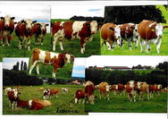Collage Rinder auf der Weide.jpg